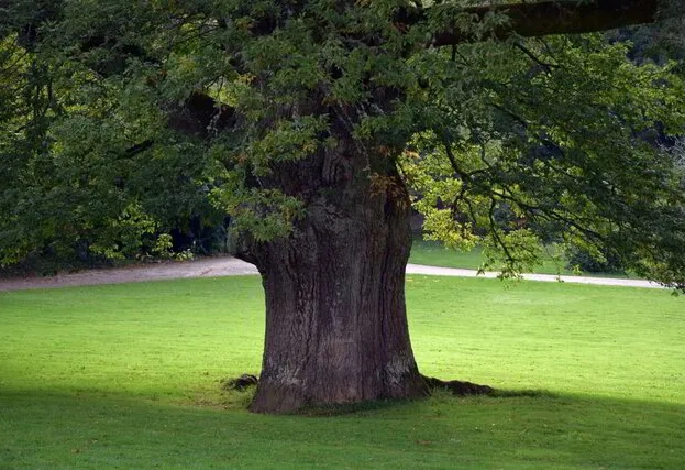 The Oak Tree