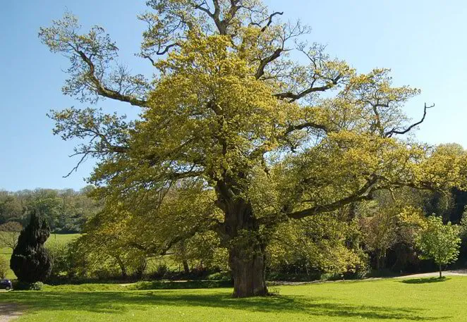 tree